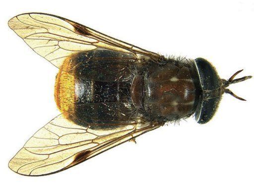 Αλογόμυγα με εντυπωσιακά οπίσθια παίρνει το όνομα της Μπιγιονσέ