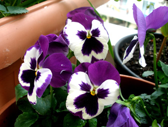 Πανσές: ο αρχηγός του χειμωνιάτικου παρτεριού