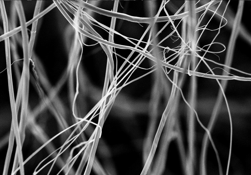 Μεταλλαγμένοι μεταξοσκώληκες «παράγουν» ανθεκτικότερους επιδέσμους και υφάσματα