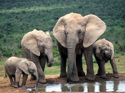 Σε κρίσιμο κίνδυνο εξαφάνισης ο ελέφαντας της Σουμάτρας