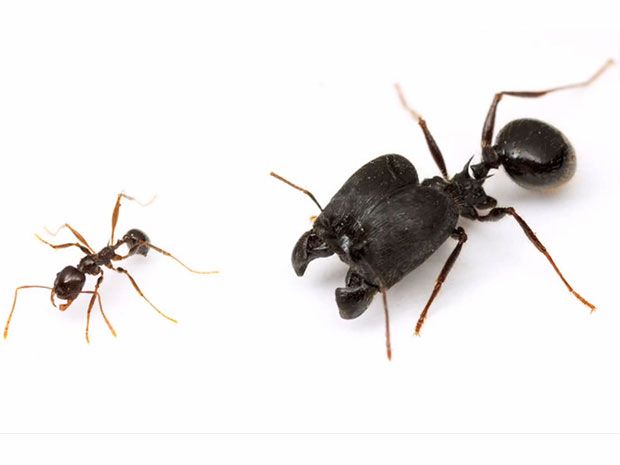 Ενεργοποίηση αρχέγονου μηχανισμού δίνει μυρμήγκια «υπερστρατιώτες»