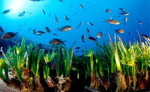 Η παράξενη ζωή των λιβαδιών ποσειδωνίας στο Αιγαίο