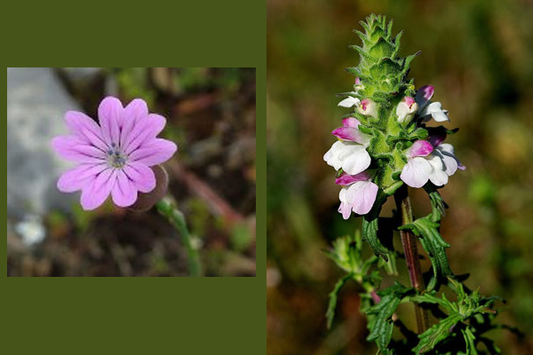 Το ΜΓΦΙ διοργανώνει την Κυριακή 8 Απριλίου μια εκδρομή βοτανικού ενδιαφέροντος