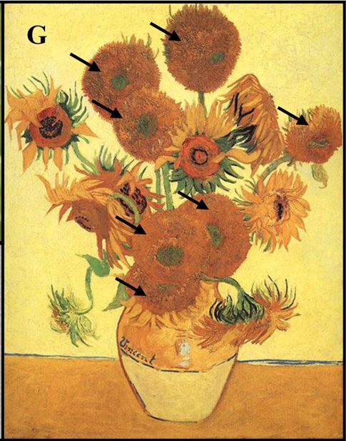 Μεταλλαγμένα αποδεικνύονται τα ηλιοτρόπια του Βαν Γκογκ