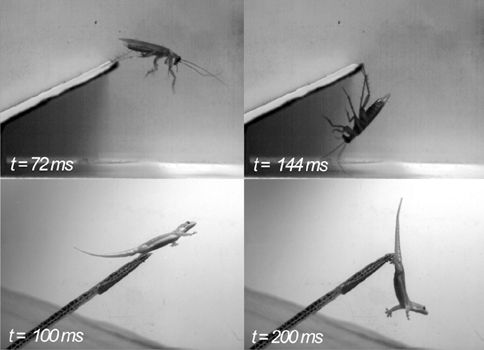 Πώς οι κατσαρίδες καταφέρνουν να αποφεύγουν την παντόφλα