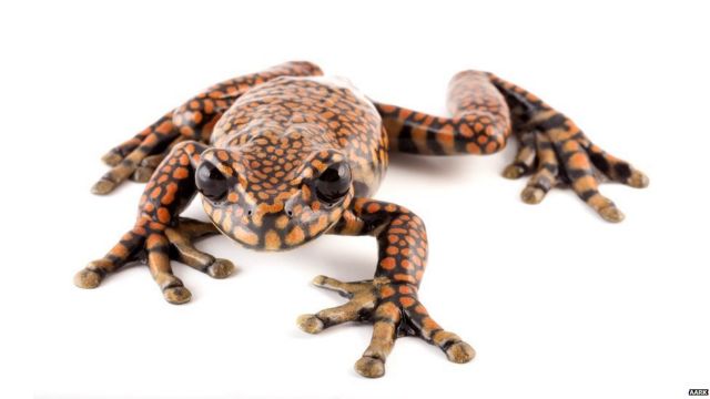 Βάτραχος του Εκουαδόρ μεταμορφώθηκε σε πρίγκιπα