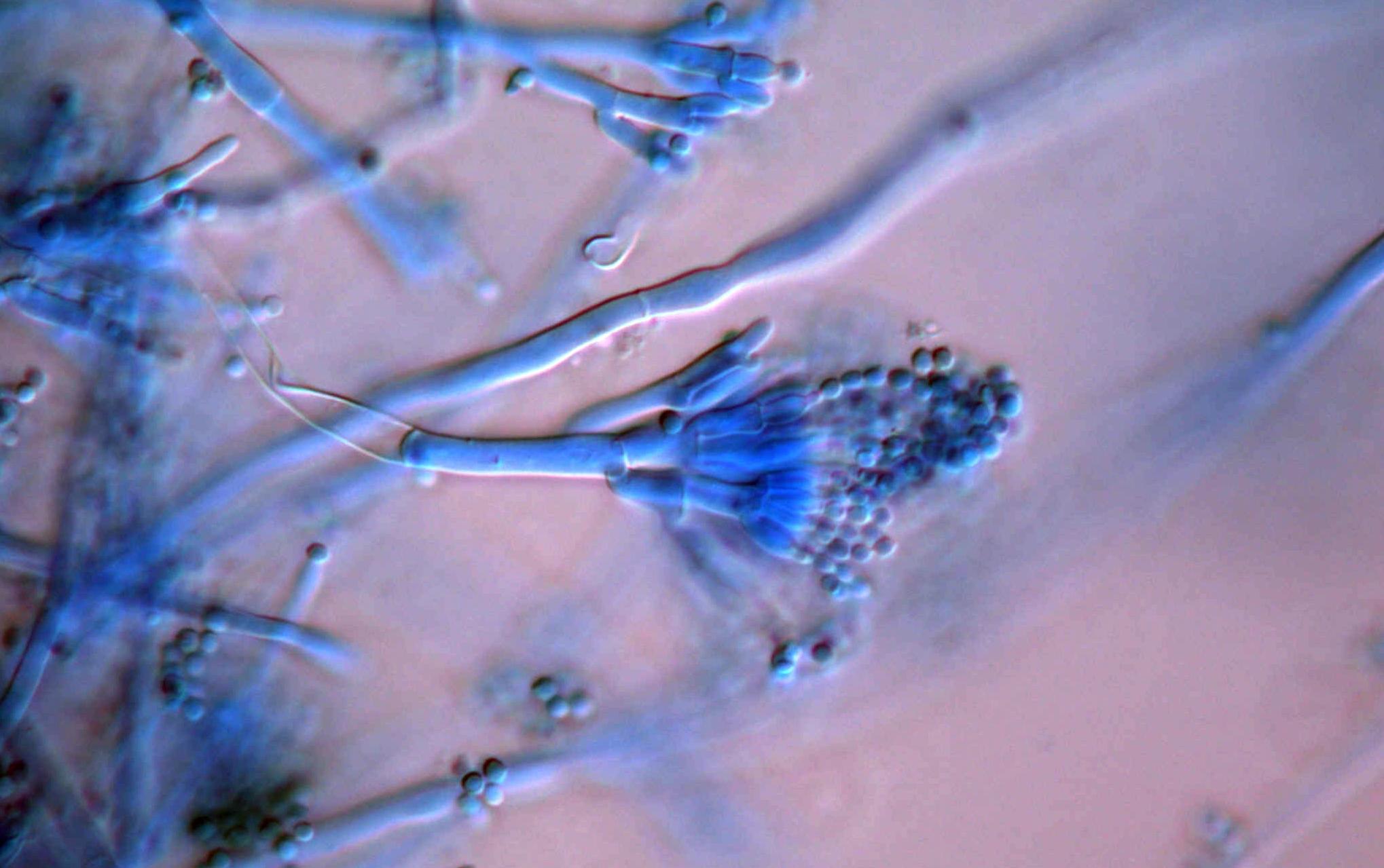 Μύκητες ζουν εδώ και εκατομμύρια χρόνια κάτω από τον πυθμένα των ωκεανών