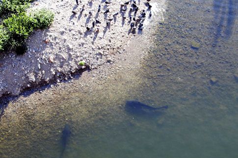 Γατόψαρα συνελήφθησαν να επιτίθενται σε περιστέρια