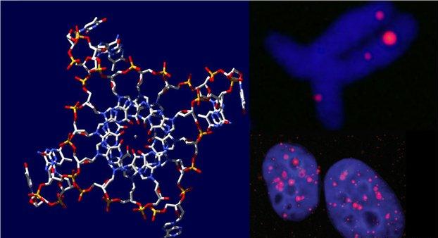 «Τετραπλή» έλικα DNA βρέθηκε για πρώτη φορά στον άνθρωπο