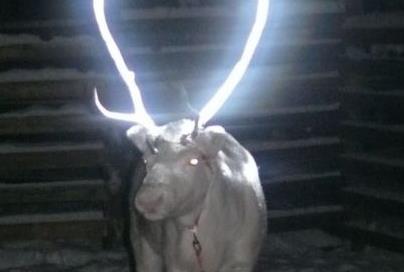 Φινλανδία: Βρήκαν τρόπο να προλάβουν τα δυστυχήματα με ταράνδους