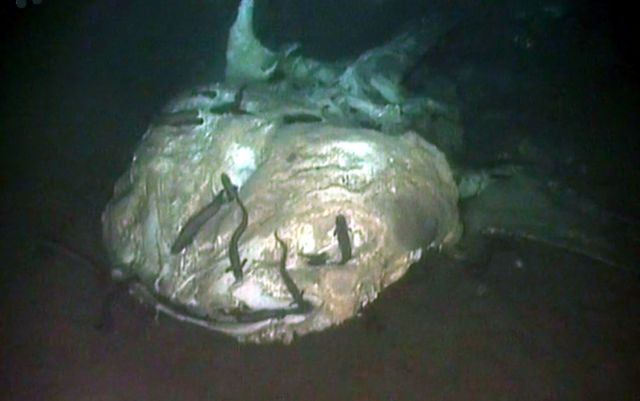 «Νεκροταφεία γιγάντων» τρέφουν πλούσιες κοινότητες στο βυθό