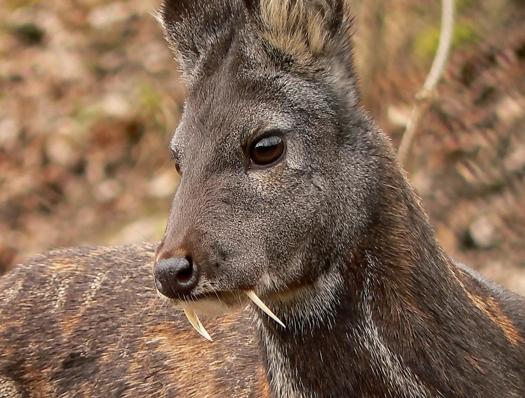 Παράξενο ελάφι με χαυλιόδοντες επανεμφανίζεται έπειτα από 64 χρόνια