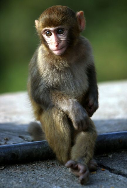 Ινδία: Πίθηκος έσωσε πίθηκο από ηλεκτροπληξία