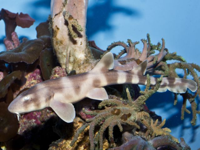 Θηλυκός καρχαρίας αποθηκεύει για χρόνια το σπέρμα των συντρόφων του