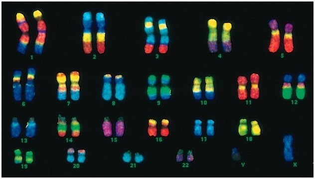 Η περίπτωση της ασθενούς που ιάθηκε χάρη σε γενετικό ατύχημα