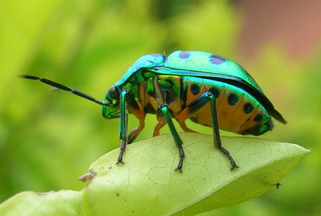 Γιατί πολλά έντομα είναι ιριδίζοντα