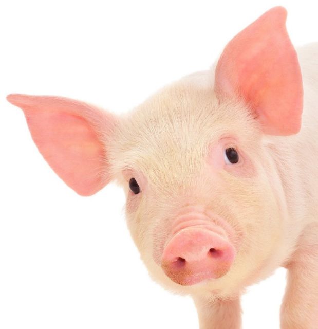 Εξυπνότερο από τον σκύλο το γουρούνι!