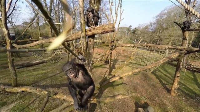Βίντεο: Πανούργοι χιμπατζήδες καταρρίπτουν drone
