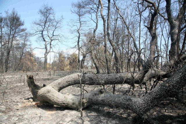 Εκτός υποχρεωτικής αναδάσωσης καταπατημένες ή αποψιλωμένες εκτάσεις