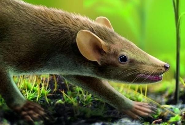 Το αρχαιότερο θηλαστικό με τρίχωμα ζούσε στην Ισπανία