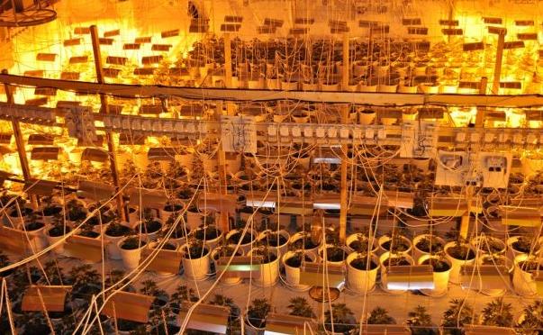 Τέσσερα άτομα πίσω από την οργανωμένη χασισοφυτεία στο Ναύπλιο