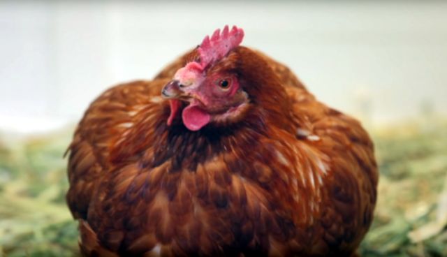 Αυτή η κότα τουιτάρει και έχει περισσότερους followers από εσάς