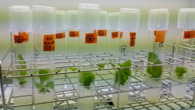 «Μεταλλαγμένα» νέας γενιάς δεν θα περιέχουν ξένα γονίδια