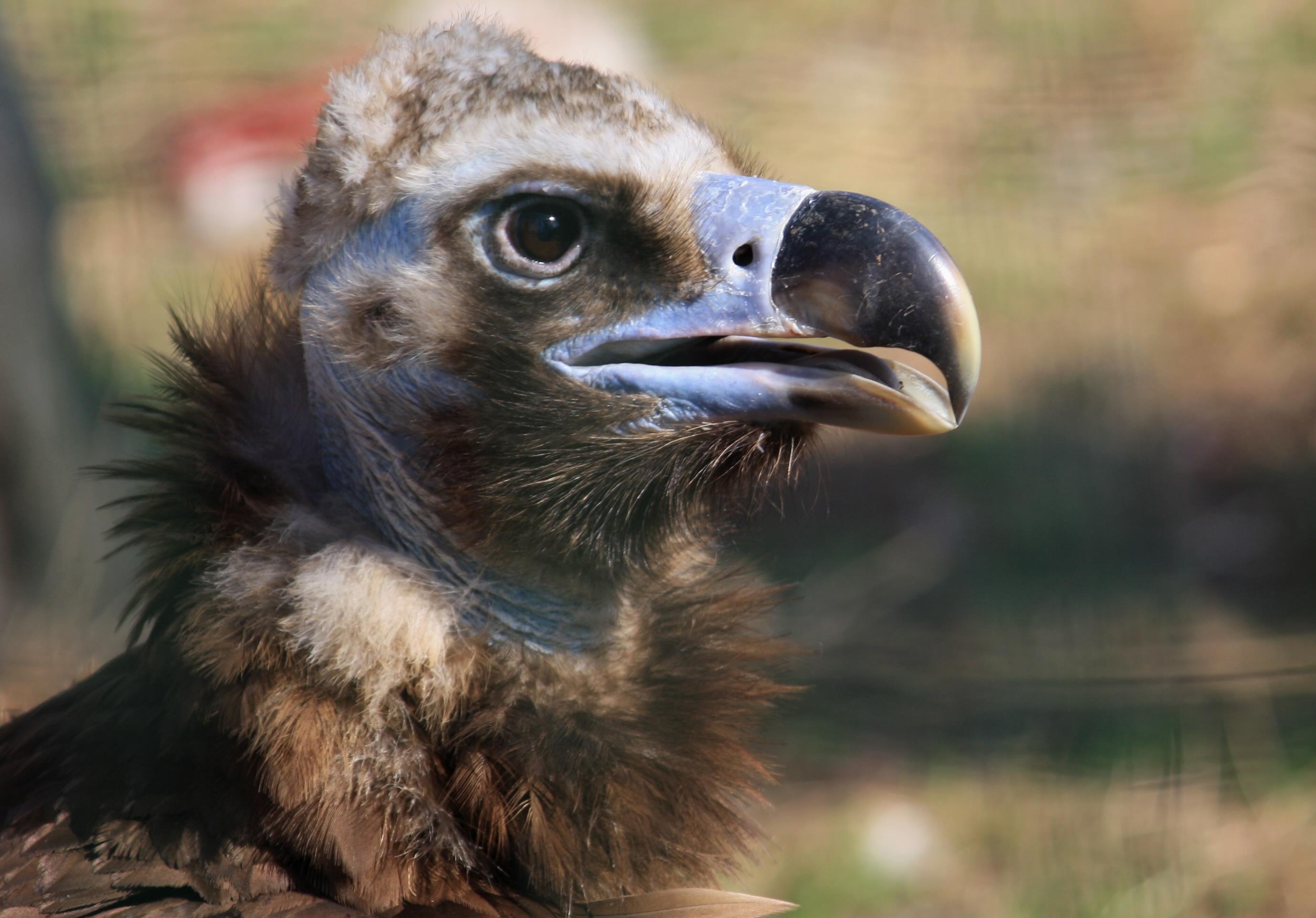 Πώς ο μαυρόγυπας αντέχει κρέατα με λύσσα και ζωντανό άνθρακα