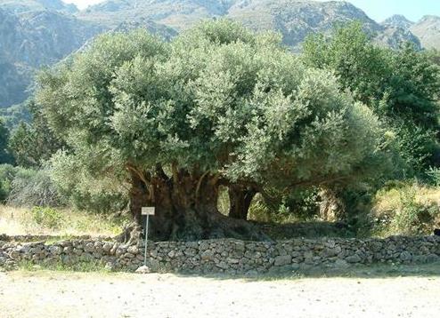 Για την UNESCO ταξιδεύει η μινωική ελιά του Καβουσίου