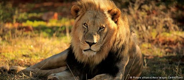Απειλούνται με εξαφάνιση τα λιοντάρια