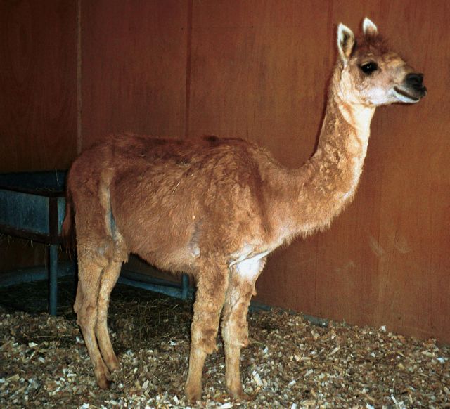 Βολιβία: Αν το κόκκινο κρέας είναι επικίνδυνο, φάτε… λάμα