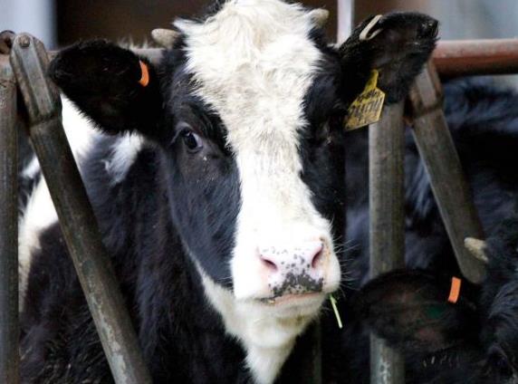 Θεσσαλονίκη: Κρούσμα οζώδους δερματίτιδας σε βουστάσιο στα Άνω Βρασνά