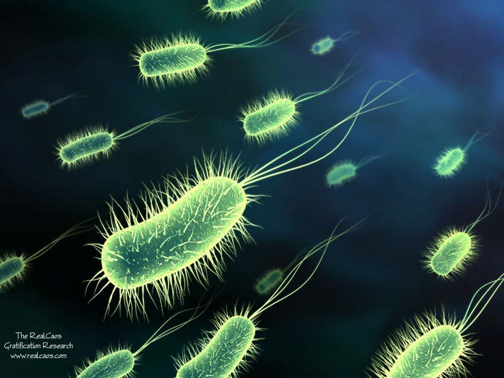 Ανακαλύφθηκαν βακτήρια ανθεκτικά ακόμα και στα πιο ισχυρά αντιβιοτικά