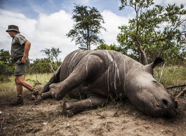 Νότιος Αφρική: Αίρεται το μορατόριουμ στην πώληση κεράτων ρινόκερoυ