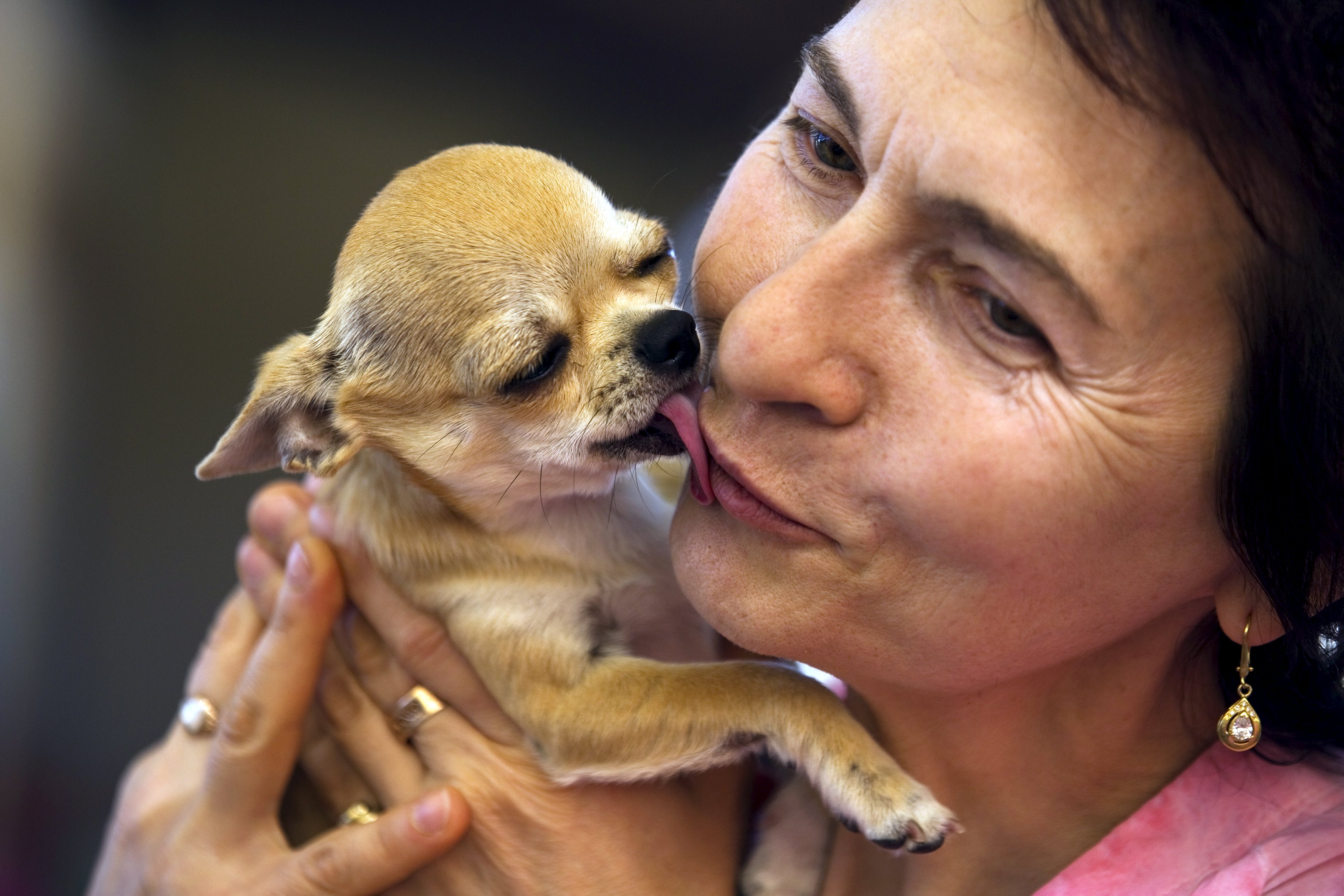 Ισραήλ: Υπουργός ζητά να εξορίζονται τα αδέσποτα και ξεσπά σάλος