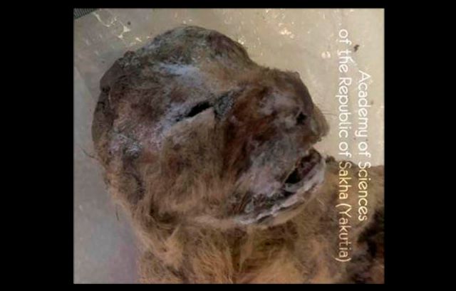 Εξαφανισμένο είδος λιονταριού ανακαλύφθηκε κατεψυγμένο στη Σιβηρία