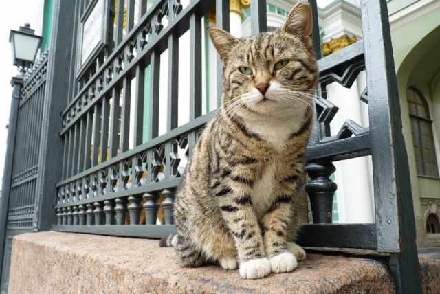 Οι γάτες του Ερμιτάζ: Ακοίμητοι φρουροί του μουσείου εδώ και αιώνες