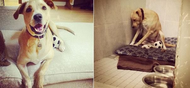 Το πιο θλιμμένο σκυλί του κόσμου βρήκε αγκαλιά και έσκασε χαμόγελο