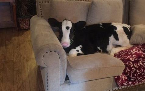 Είναι ο Γολιάθ, ζει στην Καλιφόρνια και νομίζει ότι είναι σκύλος