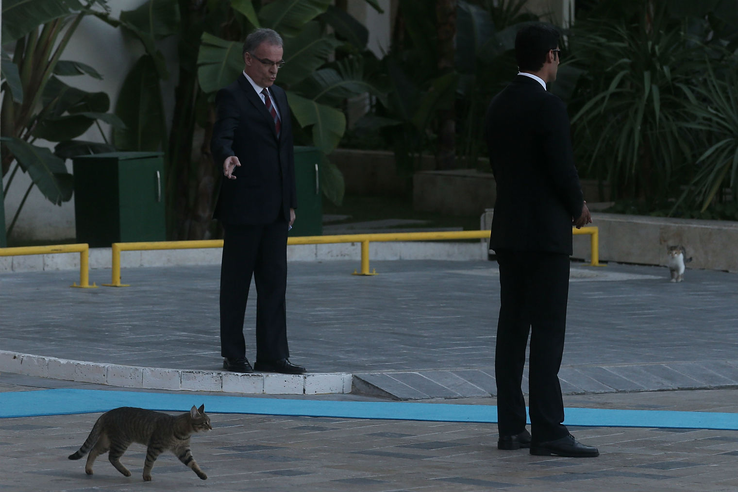 Σύνοδος G20: Ο Ομπάμα, ο Πούτιν και τρεις γάτες