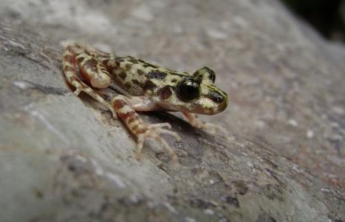 Πρώτη νίκη κατά του μύκητα που εξοντώνει τα βατράχια του πλανήτη