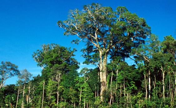 Σε κίνδυνο εξαφάνισης τα μισά είδη δέντρων του Αμαζονίου