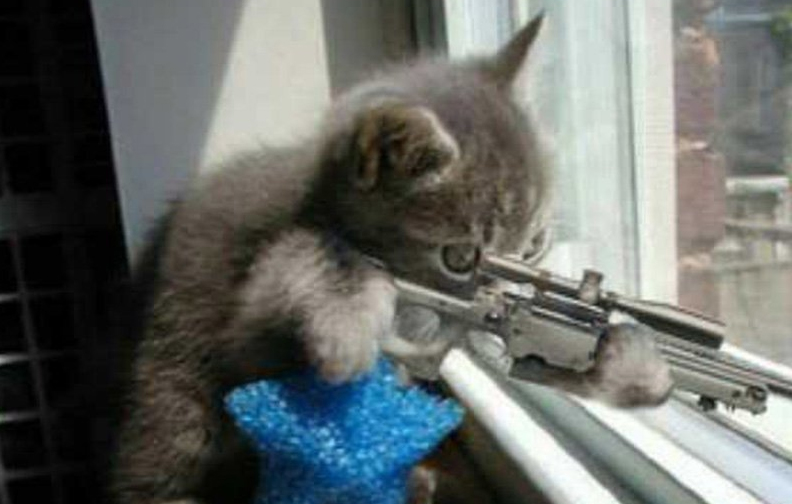 Η βελγική αστυνομία κερνάει τις γάτες που την «βοήθησαν» μέσω Twitter