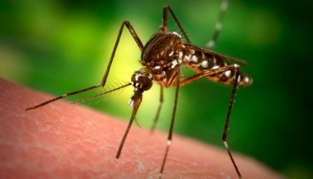«Μεταλλαγμένα» κουνούπια εμποδίζουν τη μετάδοση ελονοσίας