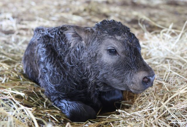 Στην Κίνα, η πρώτη βιομηχανία κλώνων