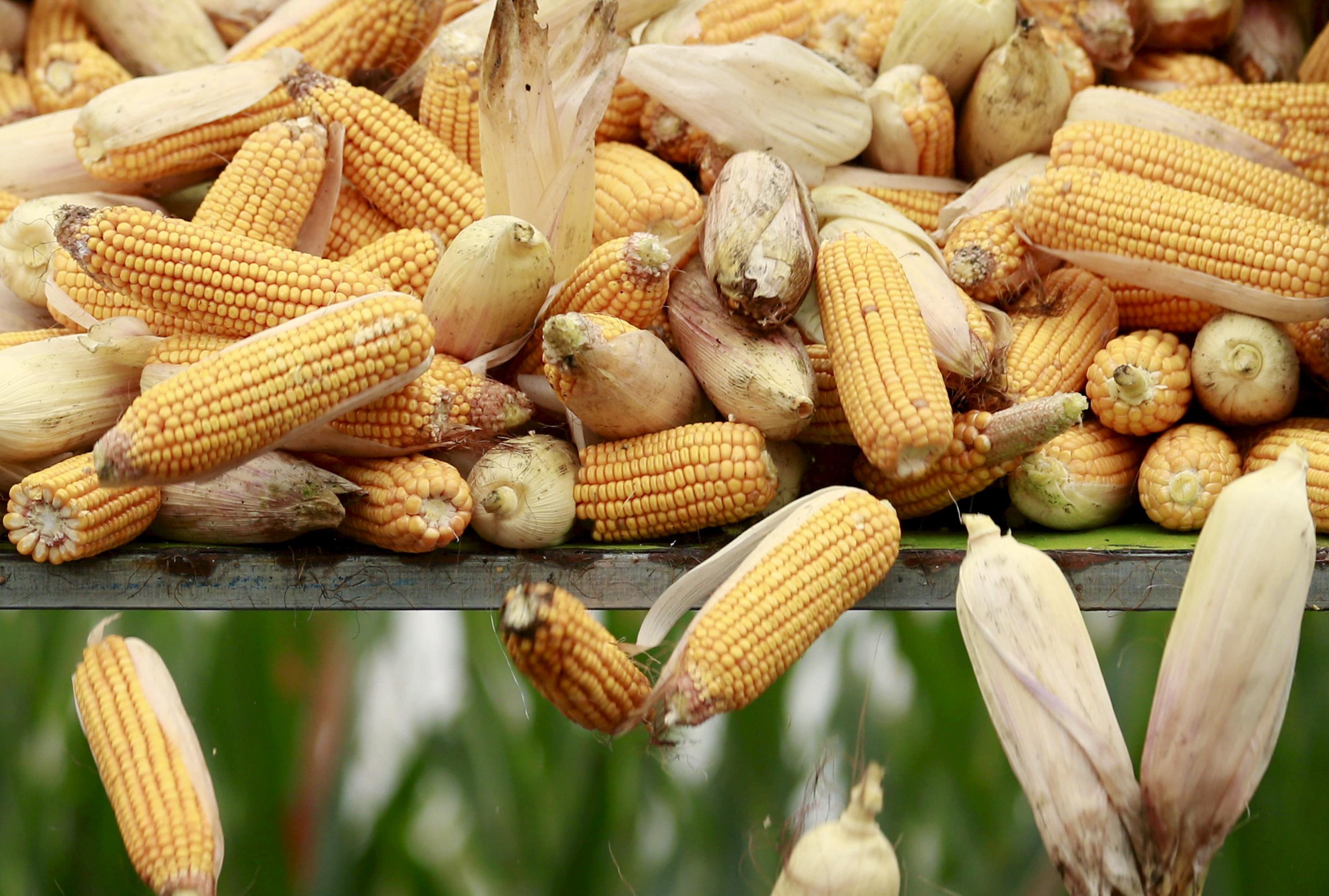 Πρόστιμα μέχρι 500.000 ευρώ για όποιον καλλιεργεί «μεταλλαγμένα» στην Ελλάδα