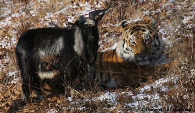 Ο τίγρης Αμούρ και ο τράγος Τιμούρ: Φιλία-φαινόμενο σε πάρκο για σαφάρι