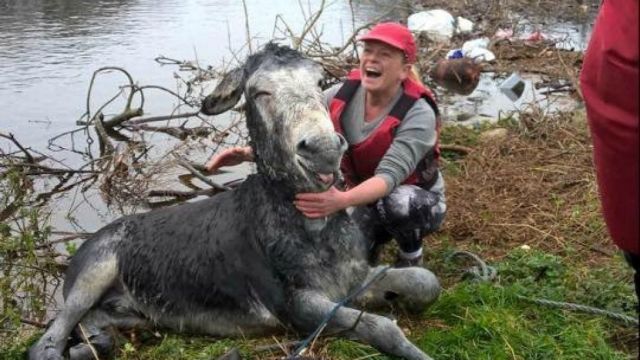 Γάιδαρος ποζάρει… χαμογελαστός μετά τη διάσωσή του