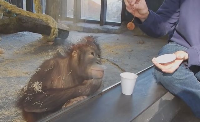 Αυτός ο πίθηκος θα σε κάνει να πιστέψεις στα μαγικά τρικ