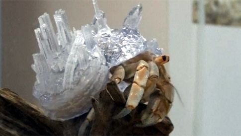 Βίντεο: Καλλιτέχνιδα τυπώνει καβούκια για καβούρια